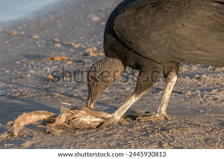 A black vulture feeds on a dead tilapia on the river shore following a fish kill caused by a winter cold snap. The vulture strips the meat off the fish while it holds it down with its feet. Royalty-Free Stock Photo #2445930813