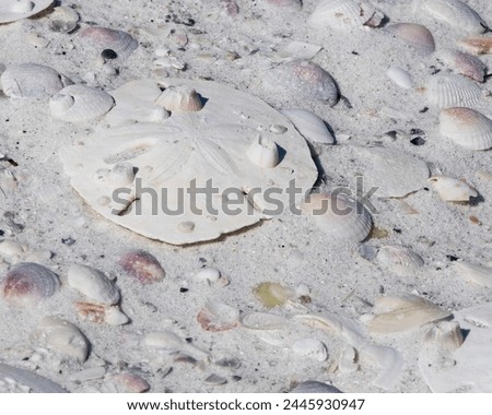 A bleached white intact keyhole sand dollar on the beach among many shells. This sea urchin exoskeleton, or test, is unbroken with barnacles attached. Royalty-Free Stock Photo #2445930947