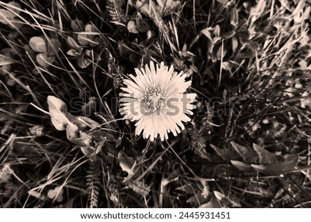 Blooming dandelion in grass, flower and grass and leaves, flowering plant, spring view