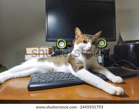 Adorable cat lying on keyboard at workplace, closeup
