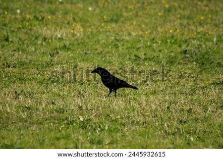 A black bird in search of worms and food