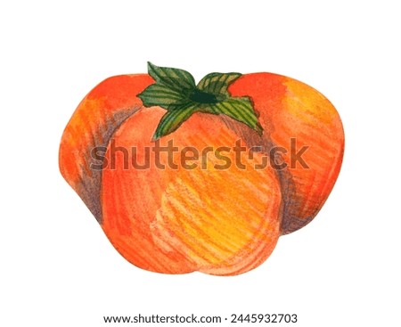 Watercolor hand drawn persimmon fruit isolated. Modern decorative botanical and food illustration. Delicious fruit clip-art design element for packaging close up. 