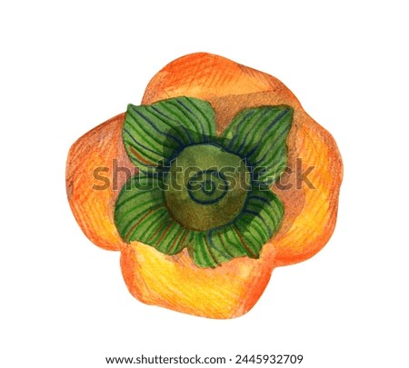 Watercolor hand drawn persimmon fruit isolated. Modern decorative botanical and food illustration. Delicious fruit clip-art design element for packaging close up. 