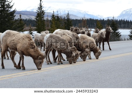 Bighorn sheep, Jasper National Park, Alberta, Canada Royalty-Free Stock Photo #2445933243