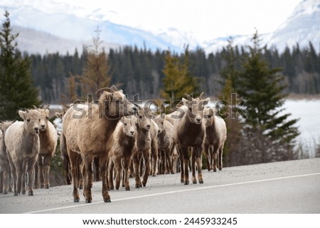 Bighorn sheep, Jasper National Park, Alberta, Canada Royalty-Free Stock Photo #2445933245