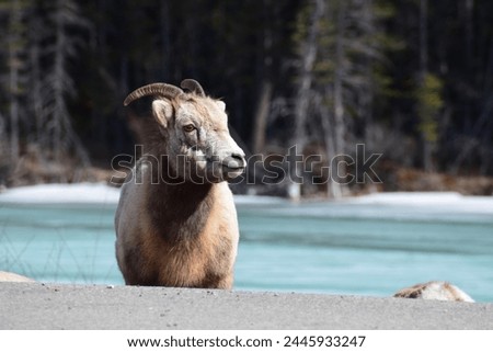 Bighorn sheep, Jasper National Park, Alberta, Canada Royalty-Free Stock Photo #2445933247