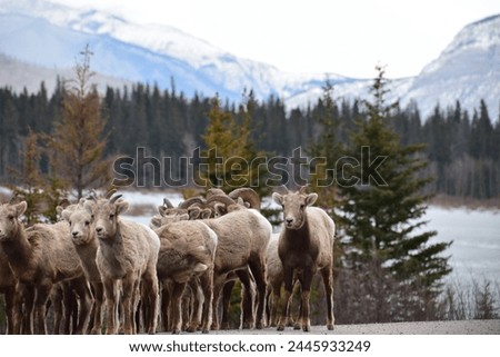 Bighorn sheep, Jasper National Park, Alberta, Canada Royalty-Free Stock Photo #2445933249