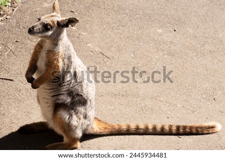 The Yellow-footed Rock-wallaby is brightly colored with a white cheek stripe and orange ears.