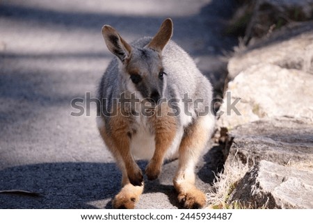The Yellow-footed Rock-wallaby is brightly colored with a white cheek stripe and orange ears.