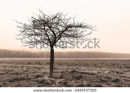 Foggy landscape, lone tree in morning mist, field, forest and sky, mystical atmosphere, cold weather
