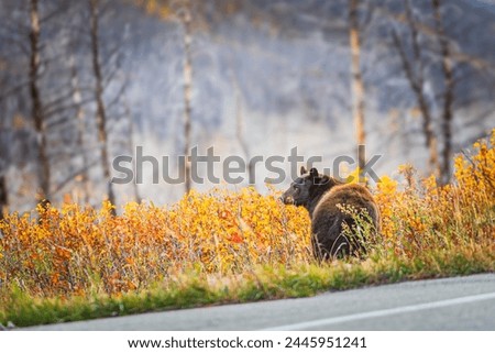 Wild brown coloured black bear feeding in a berry patch in Waterton Lakes National Park Alberta Canada Royalty-Free Stock Photo #2445951241