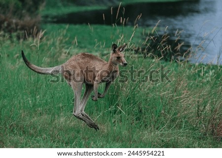 A kangaroo hopping in high grass