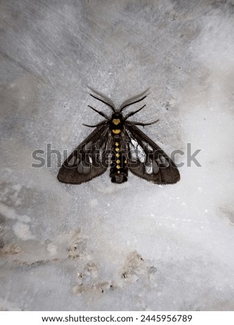 Closeup picture of a beautiful butterfly sitting on a marble stone at night having an eye catching combination of black, gold, grey, silver, white and blue colors.