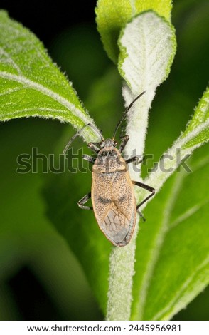 Bordered plant bug (Largus maculatus) insect on leaf night hemiptera, nature Springtime pest control agriculture. Royalty-Free Stock Photo #2445956981