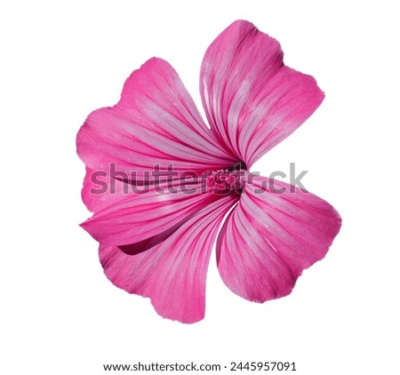 Pink Lavatera flower, also known as Pink Mallow or Pink Malva. Lavatera rosa. Malvaceae Family. Isolated on white. Cutting path.