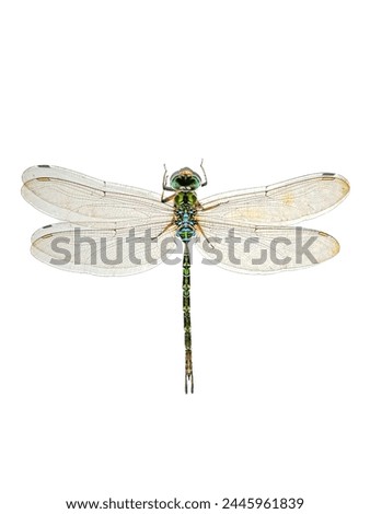Diplacodes trivialis, dragonfly, white background, isolated