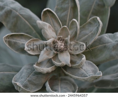 Soft green mullein plant photo with dark background and beautiful details, modern botanical