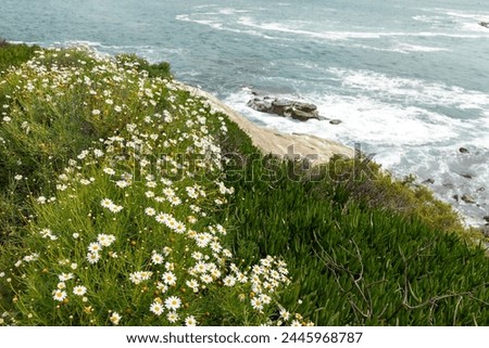 Coronado Beach. Sea or Ocean Waves along Green Grass with White Blooming Mayweed Flowers on Pacific coast line in San Diego, USA, California. Wallpaper, Scenic Backdrop. Horizontal Plane Royalty-Free Stock Photo #2445968787