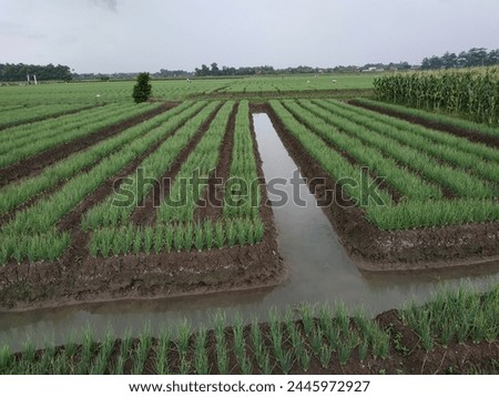 shallot farming land, irrigation channels in agricultural areas, shallot plants
