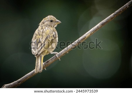 A female of Saffron Finch also known as Canario or Chirigue Azafranado under rain. Species Sicalis flaveola. Birdwatcher. bird lover. Birding. Yellowbird. Royalty-Free Stock Photo #2445973539