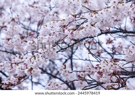 Someiyoshino cherry blossoms bloom beautifully on a rainy day Royalty-Free Stock Photo #2445978419