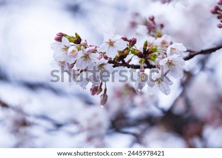 Someiyoshino cherry blossoms bloom beautifully on a rainy day Royalty-Free Stock Photo #2445978421
