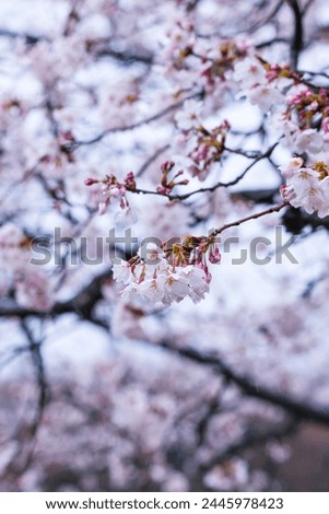 Someiyoshino cherry blossoms bloom beautifully on a rainy day Royalty-Free Stock Photo #2445978423