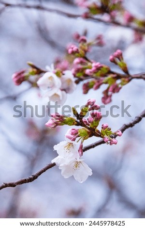 Someiyoshino cherry blossoms bloom beautifully on a rainy day Royalty-Free Stock Photo #2445978425