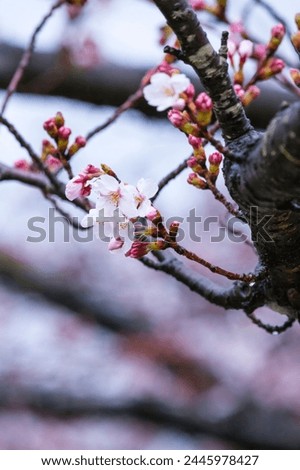 Someiyoshino cherry blossoms bloom beautifully on a rainy day Royalty-Free Stock Photo #2445978427