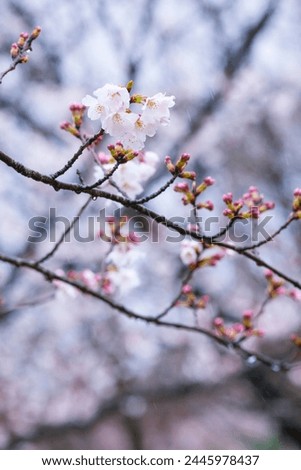 Someiyoshino cherry blossoms bloom beautifully on a rainy day Royalty-Free Stock Photo #2445978437