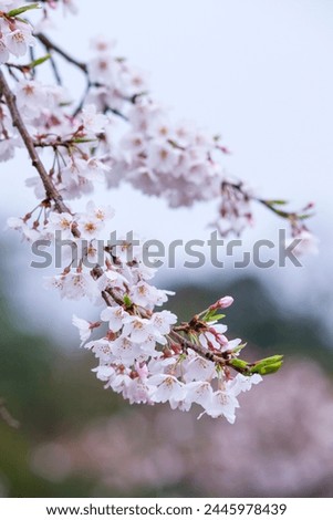 Someiyoshino cherry blossoms bloom beautifully on a rainy day Royalty-Free Stock Photo #2445978439