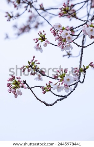 Someiyoshino cherry blossoms bloom beautifully on a rainy day Royalty-Free Stock Photo #2445978441