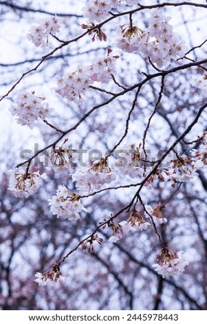Someiyoshino cherry blossoms bloom beautifully on a rainy day Royalty-Free Stock Photo #2445978443