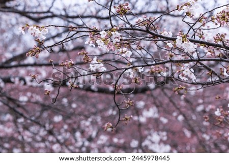 Someiyoshino cherry blossoms bloom beautifully on a rainy day Royalty-Free Stock Photo #2445978445