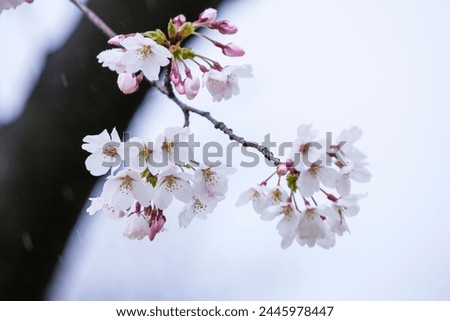 Someiyoshino cherry blossoms bloom beautifully on a rainy day Royalty-Free Stock Photo #2445978447