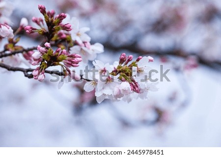 Someiyoshino cherry blossoms bloom beautifully on a rainy day Royalty-Free Stock Photo #2445978451