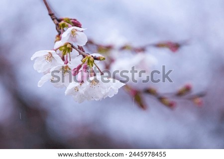 Someiyoshino cherry blossoms bloom beautifully on a rainy day Royalty-Free Stock Photo #2445978455