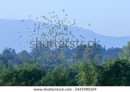 Red-breasted parrots fly around and prepare to get food