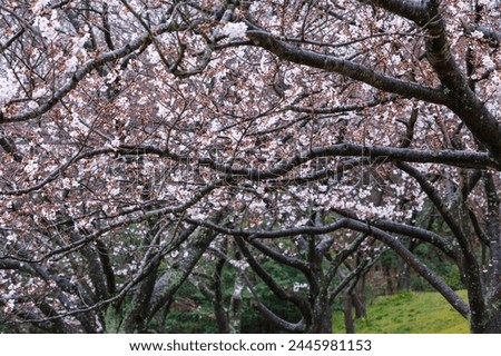 Someiyoshino cherry blossoms bloom beautifully on a rainy day