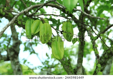 Close-up view of young fruit of starfruit or star fruit tree (Averrhoa carambola), still green, organically cultivated