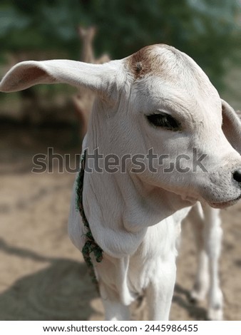 photography of cute little cow calf, little cow, asian cow babt Royalty-Free Stock Photo #2445986455