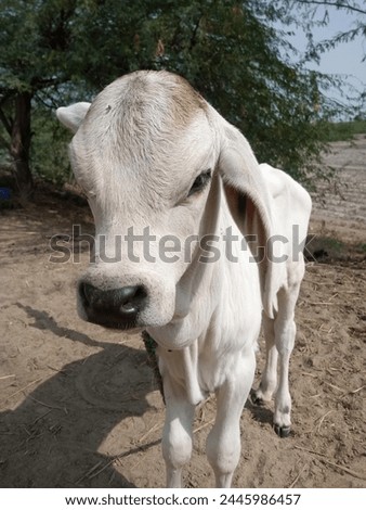 photography of cute little cow calf, little cow, asian cow babt Royalty-Free Stock Photo #2445986457