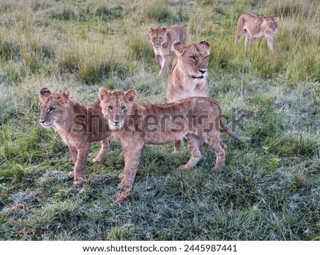 Lions and Cubs on Safari in Africa