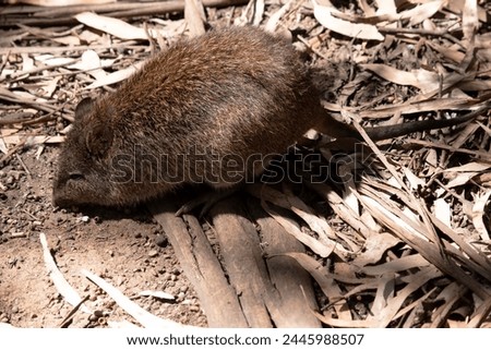 The Long-nosed Potoroos have a brown to grey upper body and paler underbody. Long-nosed Potoroos have a long nose that tapers with a small patch of skin extending from the snout to the nose. Royalty-Free Stock Photo #2445988507