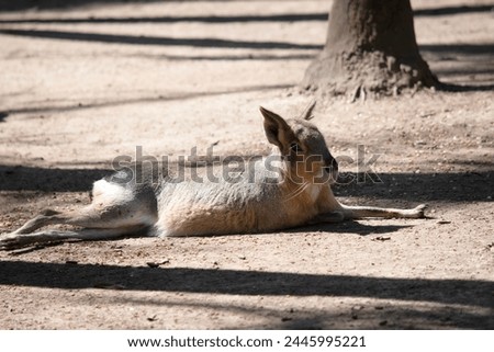 Patagonian hare, is a large rodent species that can be found in central and southern Argentina. The Patagonian cavy has long legs that allow it to reach speeds upwards of 20-25 mph Royalty-Free Stock Photo #2445995221