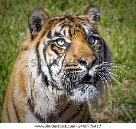 Picture of a Bengal tiger with grass behind it, looking up