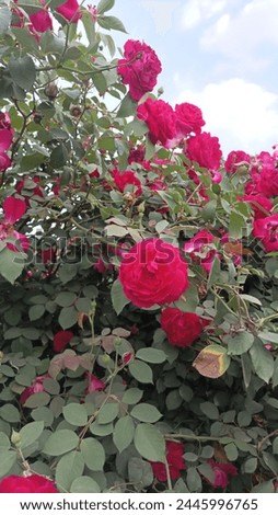 Beautiful roses , Gardening , lover , valentine special , flowers  good morning sweet smell  view 