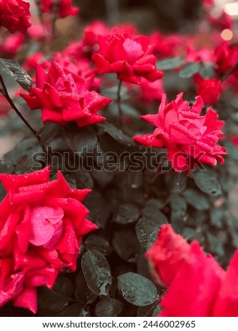 Red roses | Red Flowers in rain