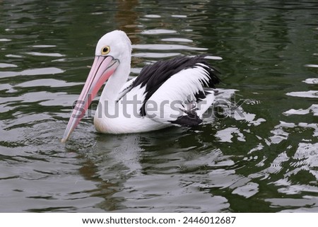 Australian pelican (Pelecanus conspicillatus) floating on water. Australian pelican is a large waterbird in Pelecanidae Family. Bird in natural environment. Royalty-Free Stock Photo #2446012687