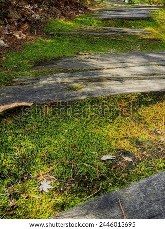 Wooden path and moss in the forest